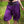 Warrior Shorts - Nightshade Purple