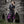 Noble Landsknecht Pants - Black and Purple