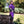 Bramblewood Crop Vest - Nightshade Purple
