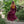 Bramblecourt Chemise - Giantsblood Burgundy