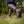Women's Ares Knee-High Boots - Ironwood Brown