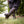 Women's Ares Knee-High Boots - Ironwood Brown