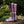 Women's Bramblewood Boots - Knight Peach, Size 9 Standard