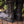 Women's Bramblewood Boots - Nightcourt, Size 11, Standard