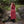 Bramblecourt Twilight Dress - Burgundy