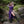 Bramblecourt Twilight Dress - Purple