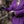 Vindryth Tunic - Nightshade Purple