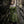 Velwin Dress - Acidmoss Green