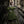 Velwin Dress - Acidmoss Green