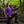 Chemise Wizard Highperch - Violette
