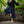 Brighthall Harem Pants - Navy