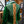 Bramblewood Battle Dress - Dragonseye Green