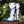 Men's Heartseeker Knee-High Boots - Silfrost