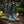 Men's Bramblewood Boots - Dragonseye & Nightshade, Size 8, Standard