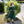 Velwin Dress - Dragonseye Green