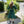 Velwin Dress - Dragonseye Green