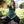 Aslaug Tunic - Green with Light Green Trim