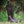 Men's Bramblewood Boots - Giantsblood Burgundy and Bramblewood Brown