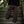 Warrior Long Pants - Brown w/ Striped Waist