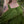 Emberfell Chemise - Acidmoss Green
