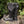 Men's Heartseeker Knee-High Boots - Nightcourt