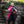 Bramblewood Tassets - Hawt Pink